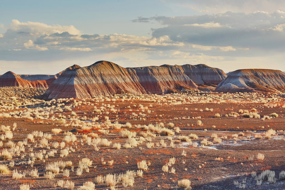 Discover the Timeless Beauty and Heritage of Petrified Forest National Park