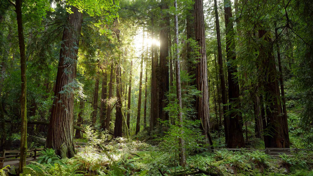 The Best National Parks Near San Francisco for a Weekend or Road Trip
