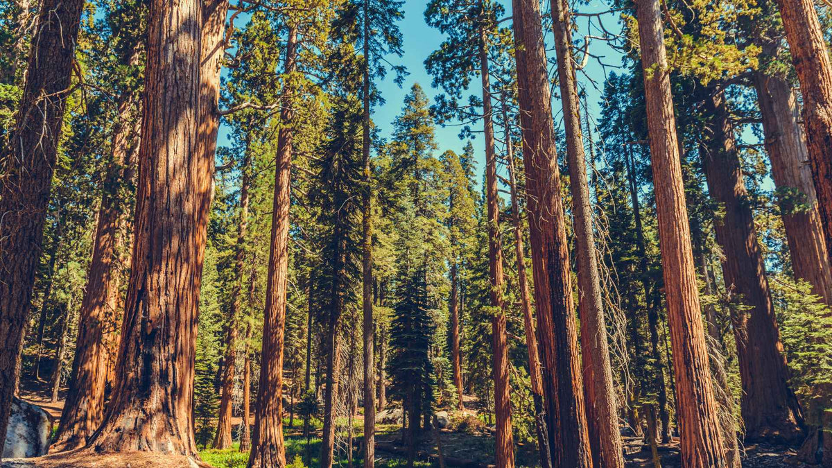 Best National Parks Near Seattle | Park-Posters
