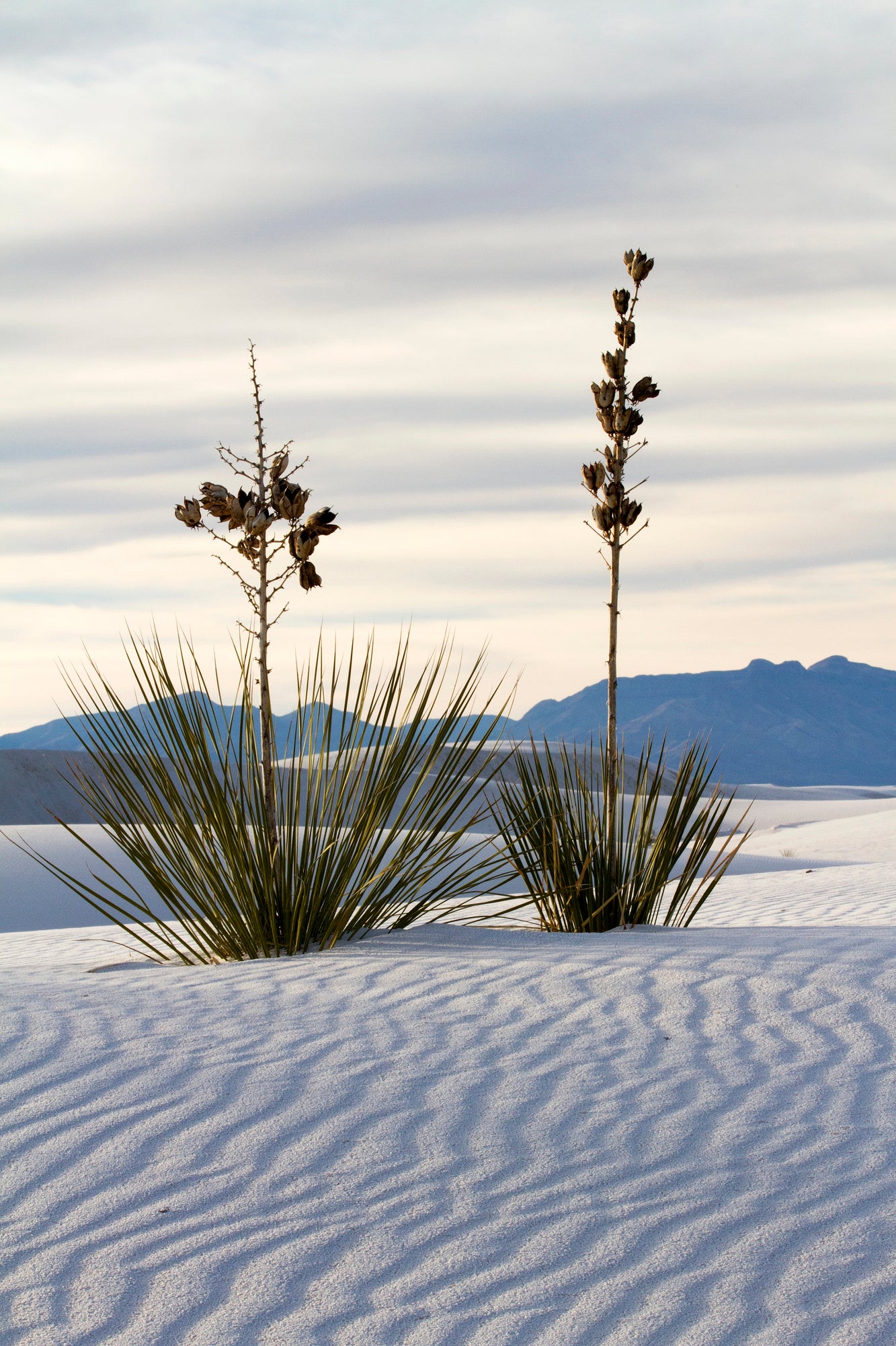 Embark on the Ultimate Adventure at White Sands National Park