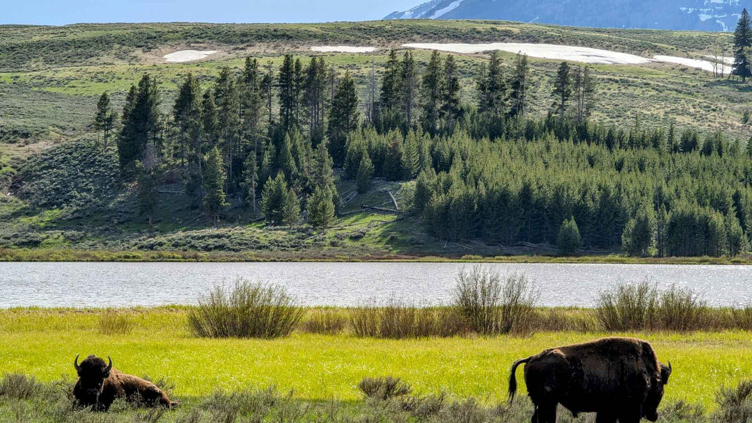 Yellowstone vs. Grand Teton: Which National Park Is Better for Your Trip?