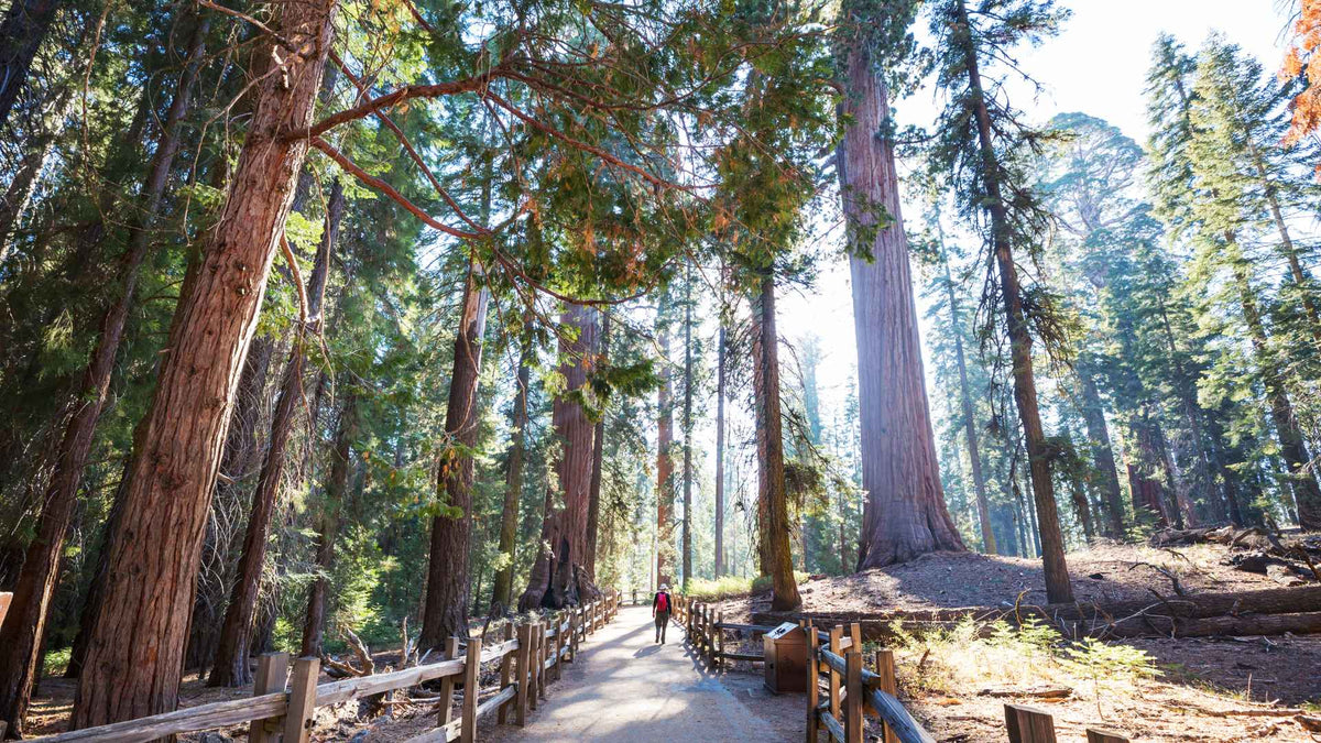 Yosemite vs. Sequoia | Park-Posters