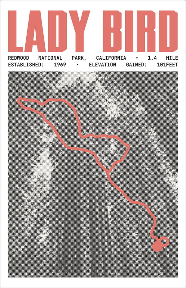 Lady Bird Johnson Grove Trail Poster | Redwood National Park Prints